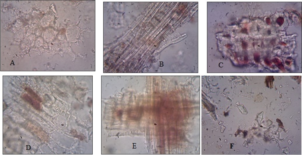 Powder characteristics of Diospyros malabarica stem bark