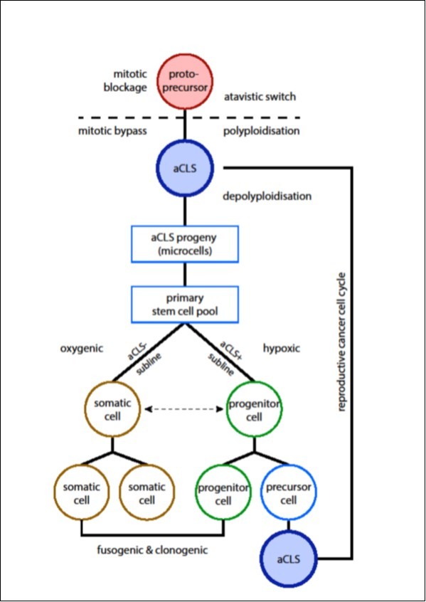 The reproductive life cycle as occurring in cancer and protists: ancient cell lineage, stem cell family and primary stem cells; doi: 10.15406/mojtr.2018.01.00015 17.Red is the dysregulated mitotic blocked cell (protoprecursor, cell of origin of cancer). It is in a large sense analogous to the MAS cell of amoebae. It escapes cell death exiting cell cycle bypass and differentiates to the aCLS initiating cancer (blue). Its progeny consists of multiple undifferentiated microcells. Microcells are totipotent, they have stemness potential and form the primary stem cell line. Primary stem cells are the “grandchildren” of the dysregulated protoprecursor; Right is cancer’s reproductive subline aCLS+ producing numerous aCLSs (PGCCs) by asymmetric division and cyclic differentiation. Multiple generations of aCLSs give rise again and again to new stem cell lines. Left is cancer’s somatic-vegetative subline aCLS-, analogous to the protist subline ACD-. Somatic-vegetative sublines may express hidden differentiation potential in conditions of stress forming new aCLSs and new stem cell lines. Somatic cells are “facultative” stem cells. The individual cell states belonging to the cancer life cycle (self- renewing progenitor cells and committed precursor cells) form in fact an atavistic stem cell family. A molecular differentiation switch (DS) decides if cells of the atavistic cancer family become self-renewing or differentiating.