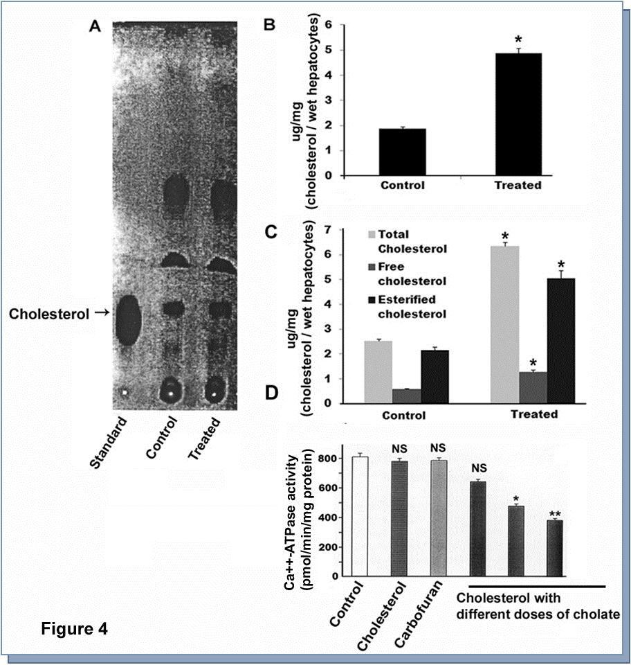 Estimation of cholesterol from carbofuran treated hepatocytes by thin layer chromatography (TLC) and effect of cholesterol on membrane Ca++-ATPase. A. Cholesterol was extracted from the membrane of carbofuran treated hepatocytes. Thin layer chromatography was performed to quantify the extracted cholesterol and chromatogram was developed. B. Spots were collected from the TLC plate and amount of cholesterol was estimated. * indicated the value was significant compared to control (p<0.001). C. Total, free, and esterified cholesterol were estimated from treated hepatocytes. * indicated the value was significant compared to corresponding control (p<0.05). D. Cholesterol was inserted in the catfish hepatocytes with the help of Na-cholate followed by measurement of Ca++-ATPase activity. * indicated the value was significant compared to control (p<0.05).** indicated the value was significant compared to control (p<0.01). NS, indicated the value was not significant.