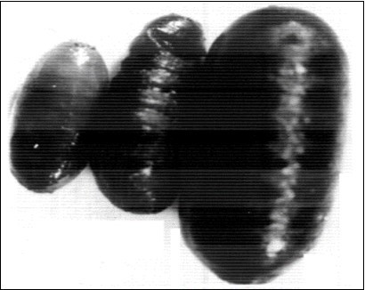 Showing; a-Small pupa, b-Crumpled pupa, c-Normal pupa with normal size. X53.3.