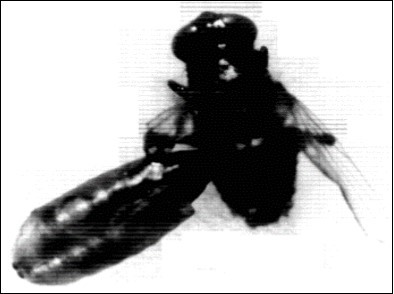 Showing adult house fly Musca vincina that remains attached to its puparium. X32.