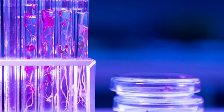 Article: Production of biodegradable polymer via graft copolymerization of gum Arabic and polyethylene glycol 