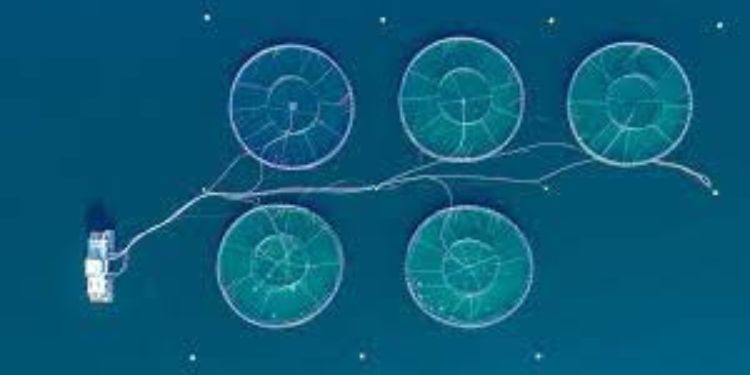 Article: Effect of adding different levels of soaked pigeon pea seeds (Cajanus cajan L) on the Growth and Feed Utilization Efficiency of Nile tilapia (Oreochromis niloticus) fingerlings.