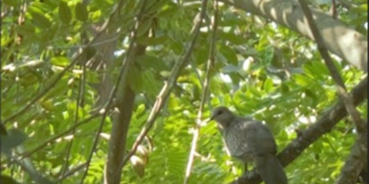 Article: Burmese/Malayan Spotted dove (Spilopelia chinensis tigrina) (Aves: Columbiformes) in rural and urban  areas of Bangladesh